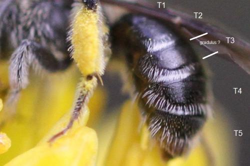 Andrena sp.
